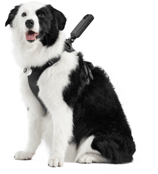 Hovedbilde Insta360 Pet Harness Mount Size L