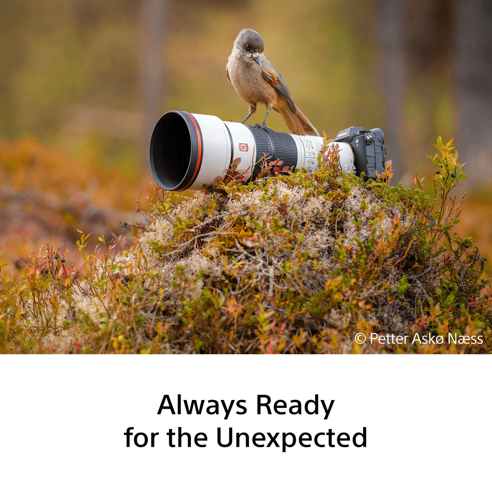 Sony FE 600mm F6.3 GM OSS